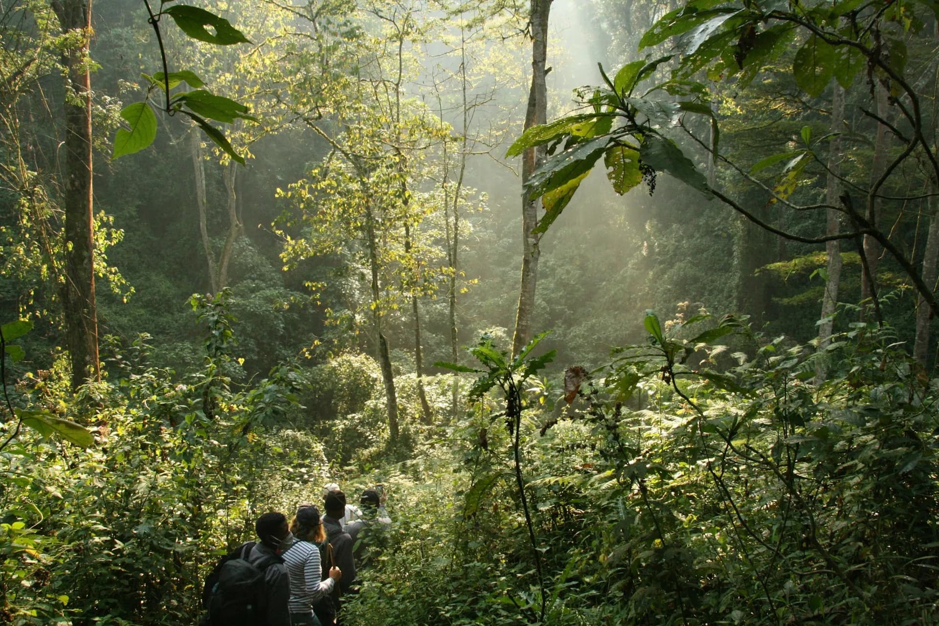 Bwindi Gorilla Trekking Safari gallery 4