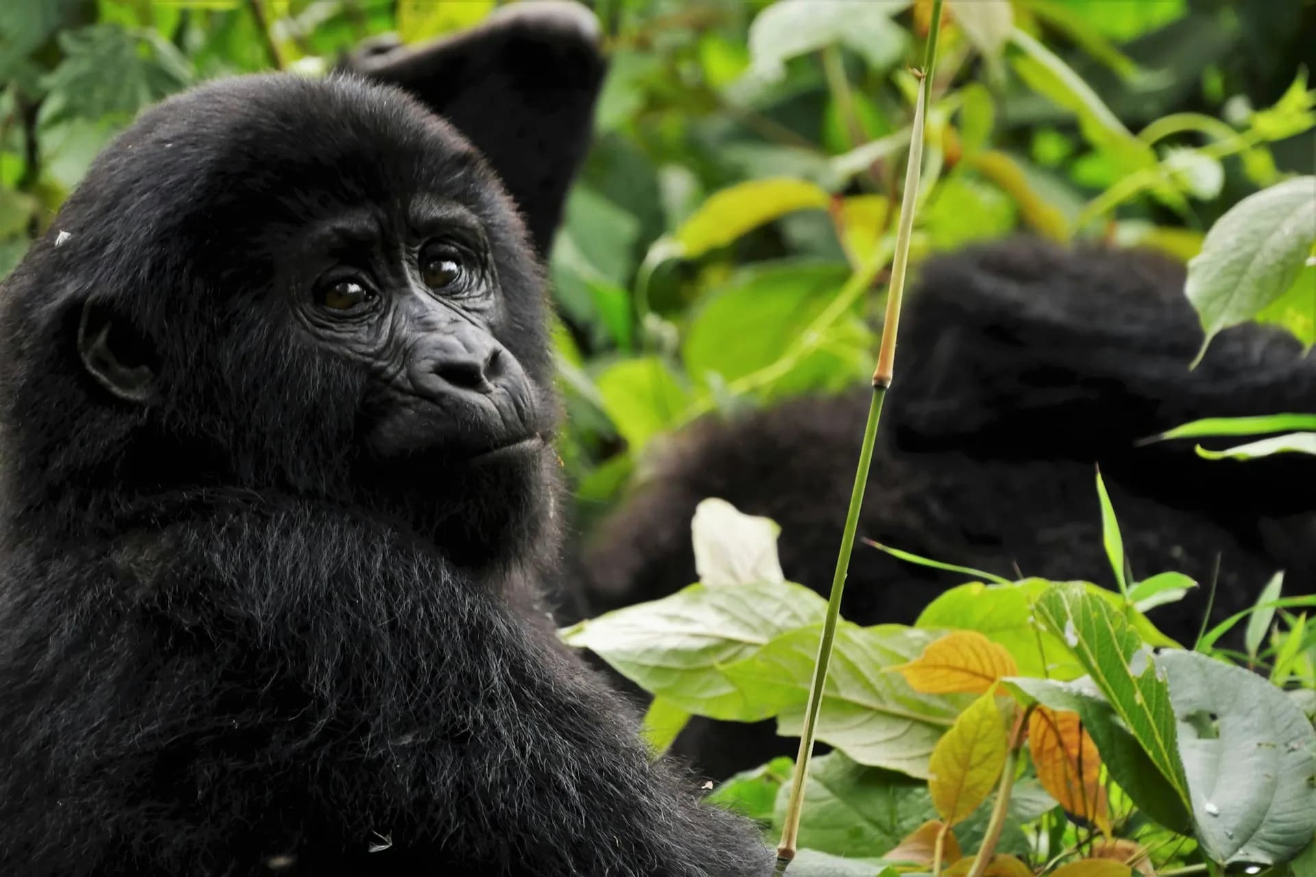 Gorilla Trekking Bwindi